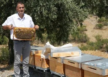 Aşırı sıcaklar bal üretimini etkiledi