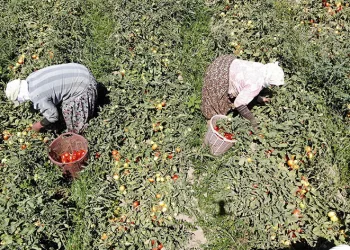 Aydın’da domates hasadı sürüyor