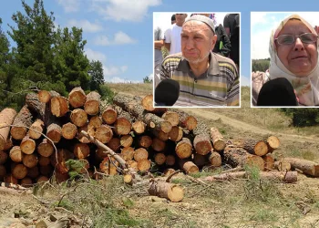 Kesilen ağaçlar için hıçkıra hıçkıra ağladı