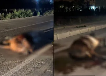 Başıboş ata çarpıp kaçtı, arkasına bile bakmadı