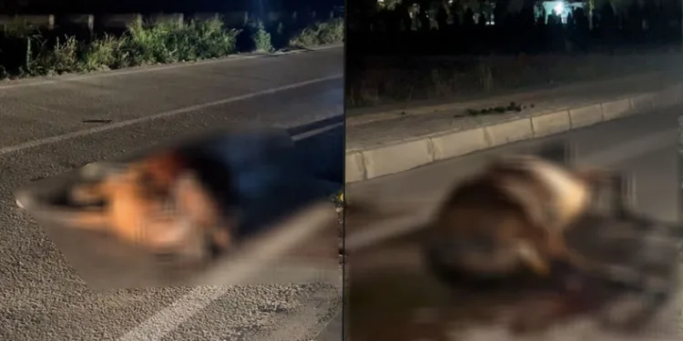 Başıboş ata çarpıp kaçtı, arkasına bile bakmadı