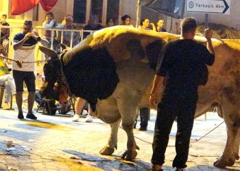 Piste çıkan boğaları para yağmuruna tuttular