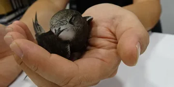 Tavşanlı’da bir iş yerine her yıl ebabil kuşu uğruyor