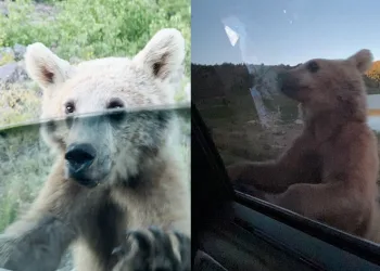 Nemrut’ta korku dolu anlar