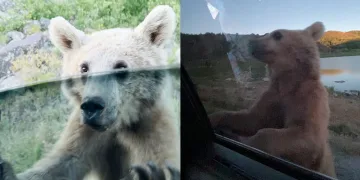 Nemrut’ta korku dolu anlar