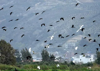Kuş cennetinde kartpostallık görüntüler