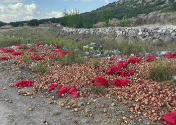 Tonlarca kuru soğanı döküp gittiler