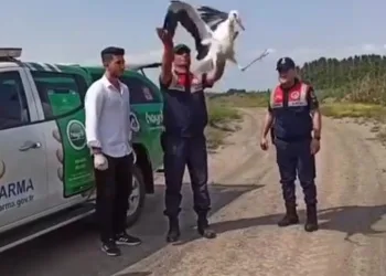 Sıcaktan bitkin düşen leylek tedavi altına alındı