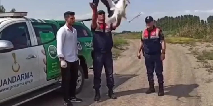 Sıcaktan bitkin düşen leylek tedavi altına alındı