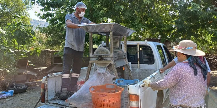 Selçuk’ta salça zamanı