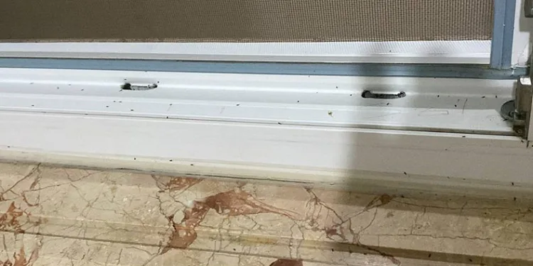 Zile’de pire istilası