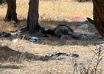 Manisa’da 15 yıldır zeytinlikte yaşayan şahıs ölü bulundu