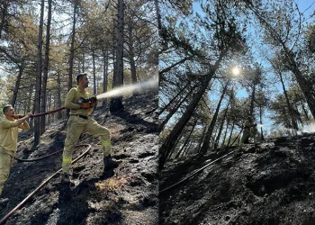 Karabük’te orman yangınında 7 hektar alan zarar gördü