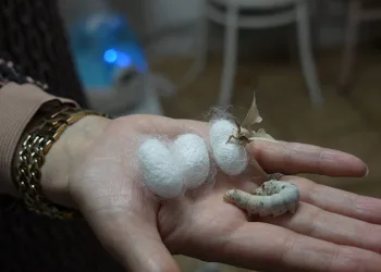 Yabani dut yaprakları verim arttırdı