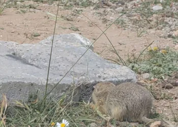 Çiftçiden davetsiz misafire üzüm ikramı