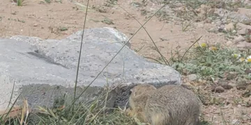 Çiftçiden davetsiz misafire üzüm ikramı