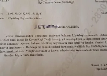 Babaeski’de küçükbaş hayvanlarda çiçek hastalığına rastlandı