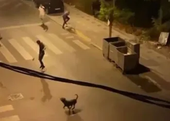 Köpeklerini bir adamın üzerine saldırttı