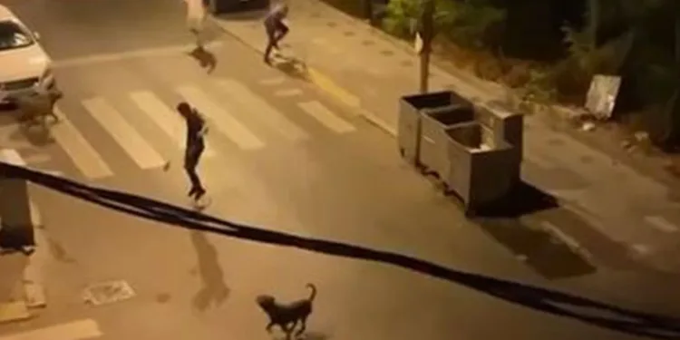 Köpeklerini bir adamın üzerine saldırttı