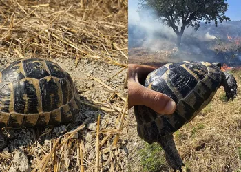 Anız yangınında mahsur kalan kaplumbağayı itfaiye kurtardı