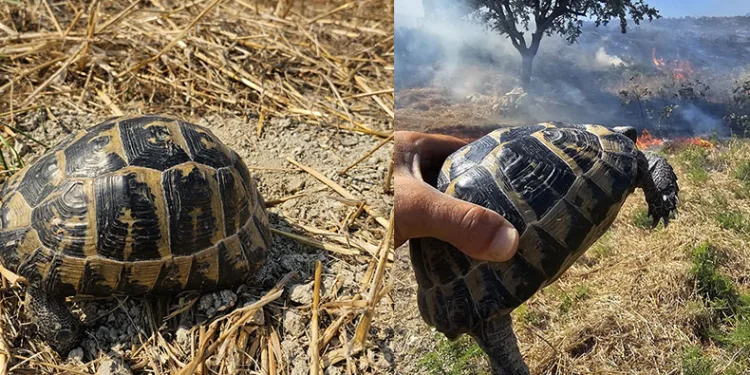 Anız yangınında mahsur kalan kaplumbağayı itfaiye kurtardı