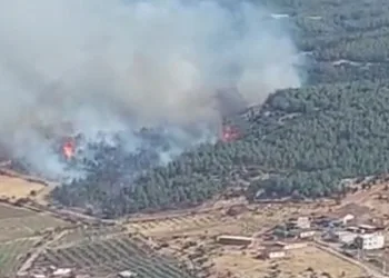 Manisa’da orman yangını