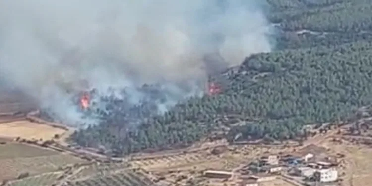 Manisa’da orman yangını