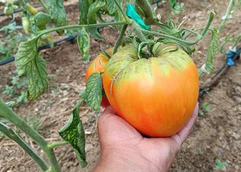 Bu yılki hedefi 2 kiloluk domates