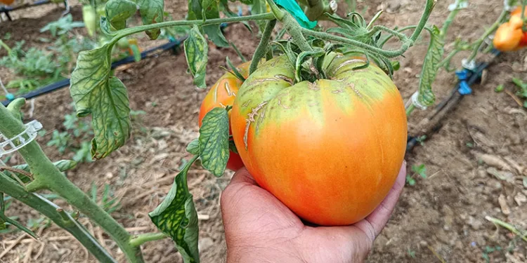 Bu yılki hedefi 2 kiloluk domates