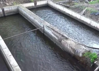Siirt’te 243 ton alabalık üretildi