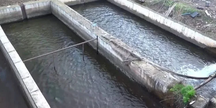 Siirt’te 243 ton alabalık üretildi