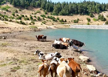 Sıcaktan bunalan inekler gölette serinledi