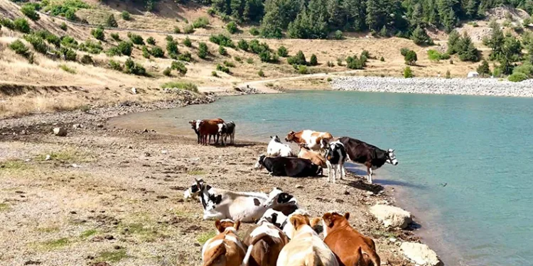 Sıcaktan bunalan inekler gölette serinledi