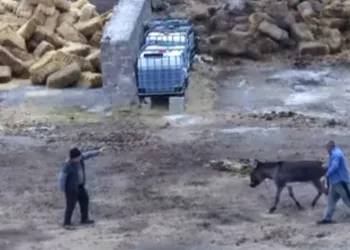 Eşeği bıçaklayarak, atları zehirleyerek öldürdüler