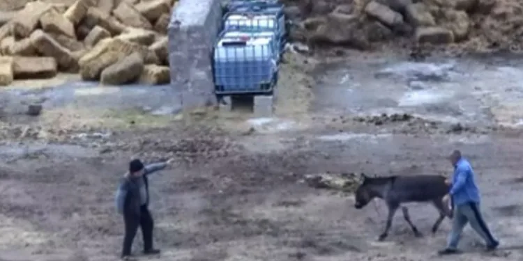 Eşeği bıçaklayarak, atları zehirleyerek öldürdüler