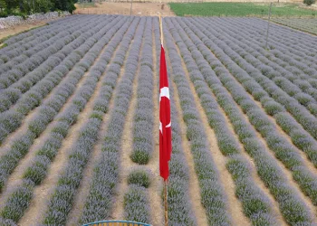 Fekeli lavanta üreticileri sahte ürünlere karşı tüketiciyi uyardı