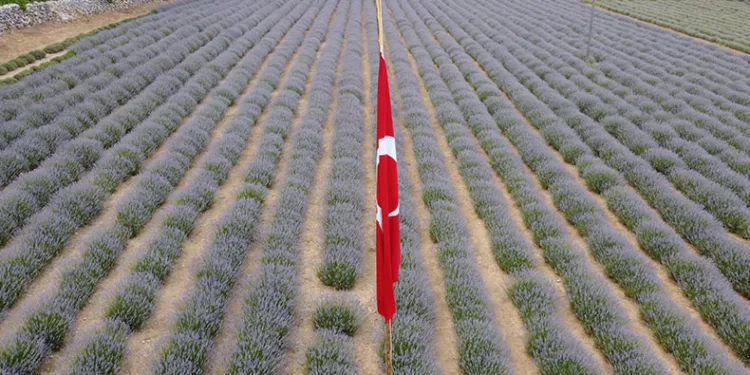 Fekeli lavanta üreticileri sahte ürünlere karşı tüketiciyi uyardı