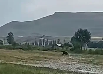 Aşkale’de ayılar çiftçileri korkutuyor