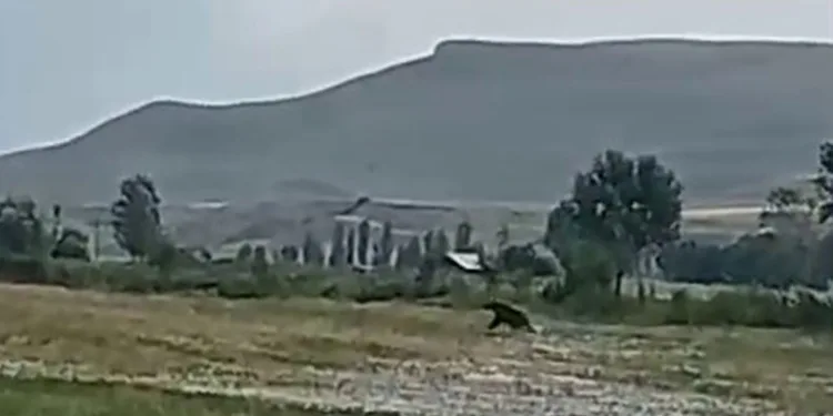 Aşkale’de ayılar çiftçileri korkutuyor