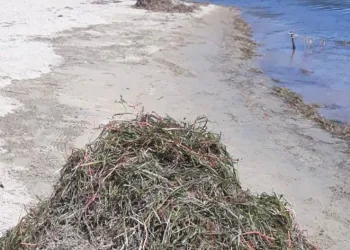 Erdek’te deniz çayırı katliamı