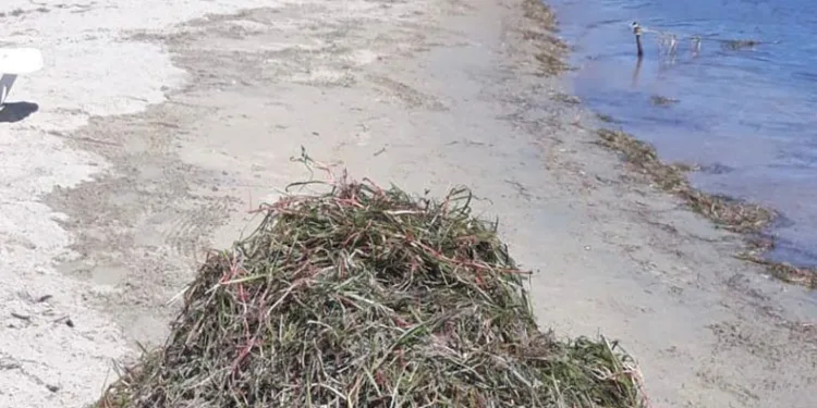 Erdek’te deniz çayırı katliamı