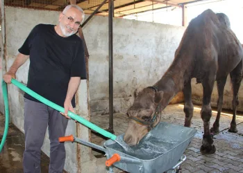 Hava sıcaklıkları develeri bile bunalttı