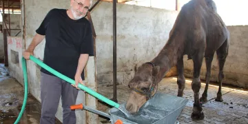 Hava sıcaklıkları develeri bile bunalttı