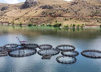 Erzincan’da üretilen balıklar Trabzon ve Elâzığ’a sevk ediliyor