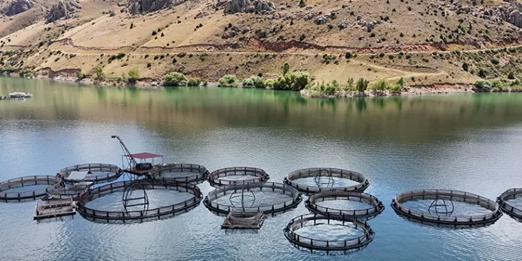 Erzincan’da üretilen balıklar Trabzon ve Elâzığ’a sevk ediliyor