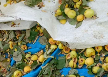 Ağaçlara ağaçkakanlar dadandı, kayısılar çöp oldu