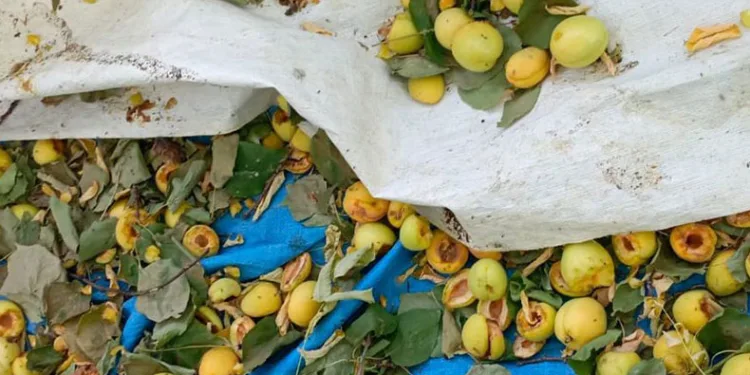 Ağaçlara ağaçkakanlar dadandı, kayısılar çöp oldu
