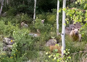Nemrut’a giden piknikçilere ayı sürprizi