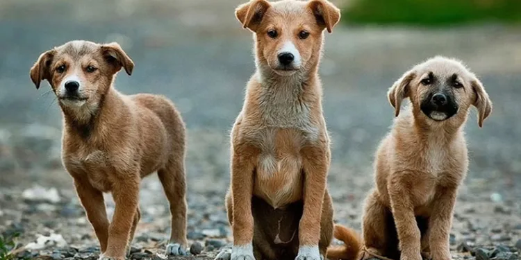 Ötenazi kanun teklifinden çıkarılıyor