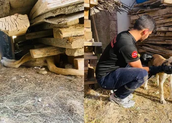 Tahtaların altına sıkışan yavru köpeği itfaiye ekipleri kurtardı